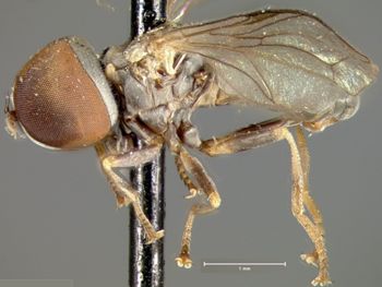 Media type: image; Entomology 13559   Aspect: habitus lateral view